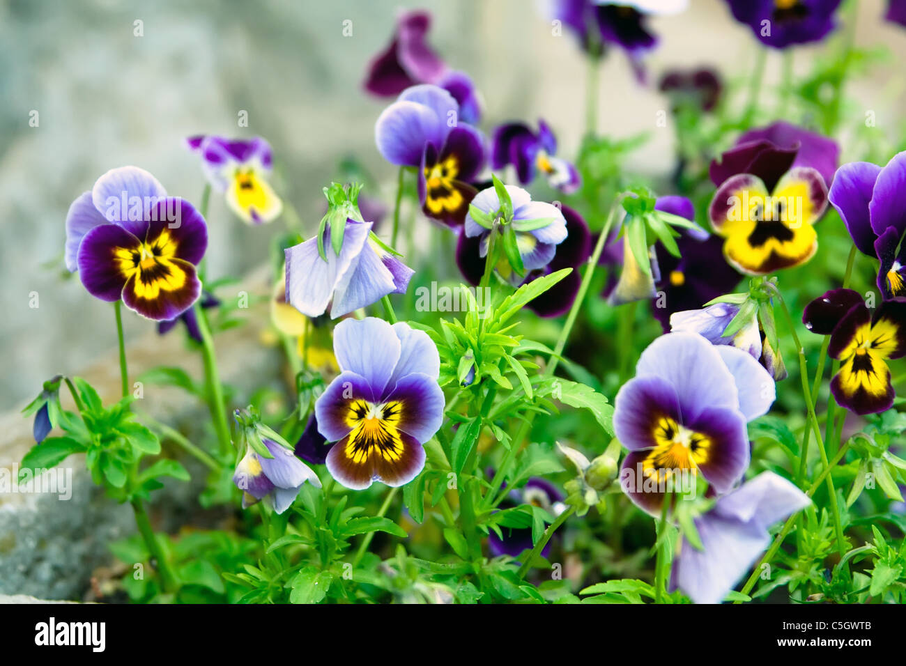 viola tricolor flowers with green leaves Stock Photo