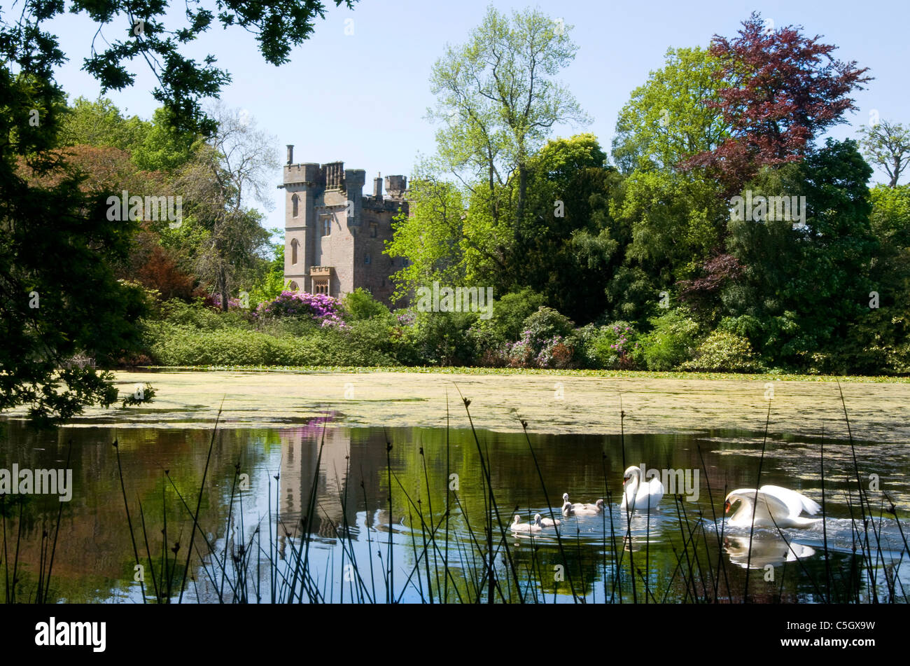 Family of swans and ornamental pond at Duns Castle Stock Photo
