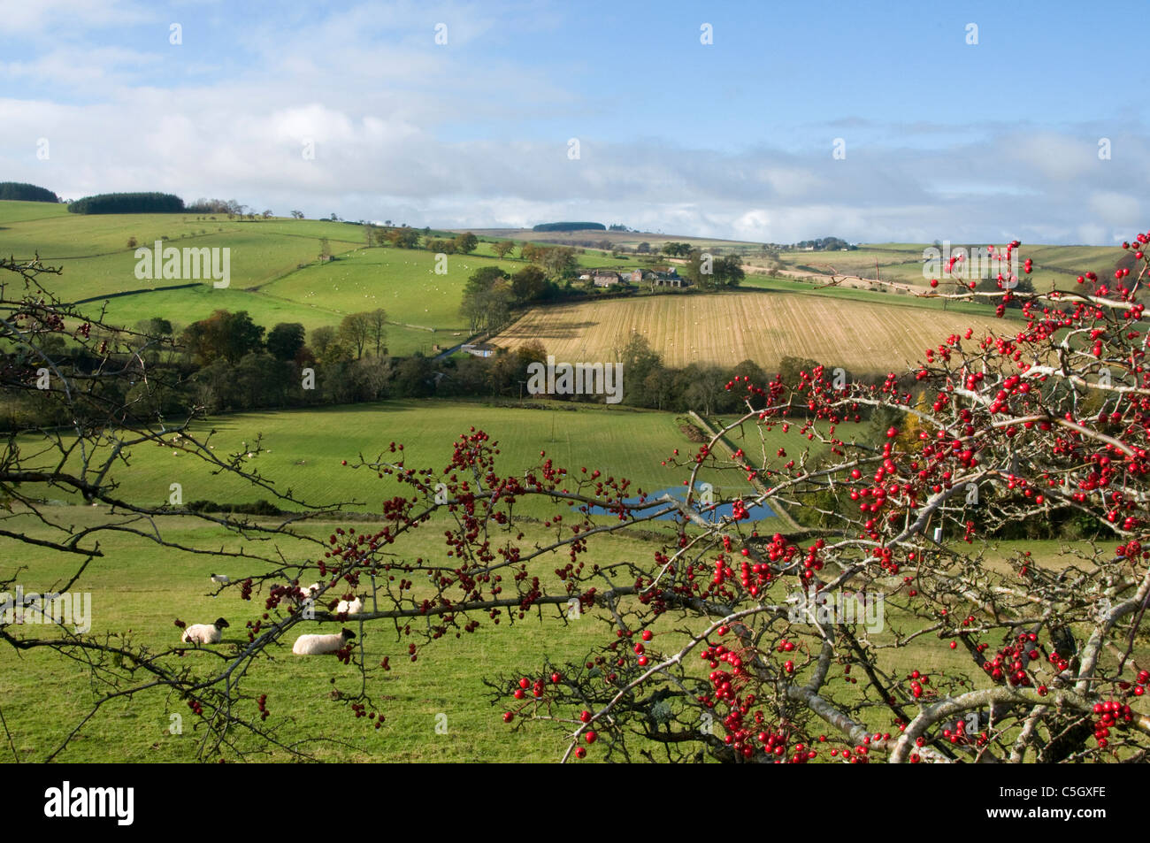Farmland with rosehips and sheep in winter near Peebles Stock Photo