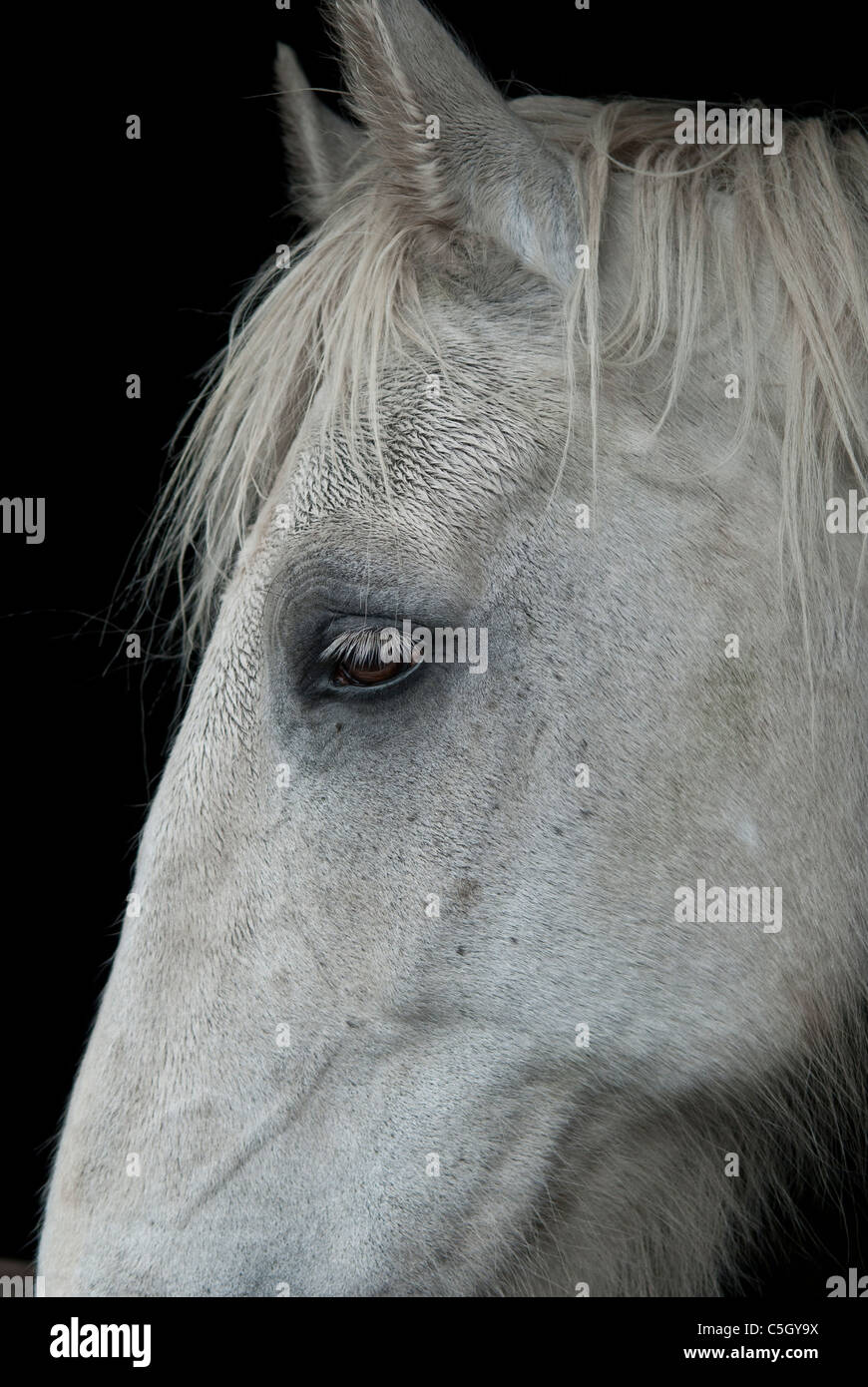 Grey horse close up of head Stock Photo