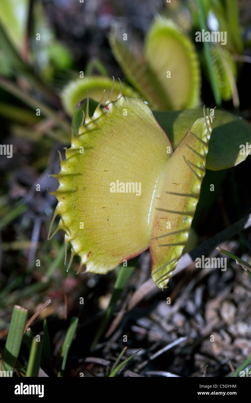 Venus Flytrap Dionaea muscipula open traps Southeastern USA Photographed in native habitat Stock Photo