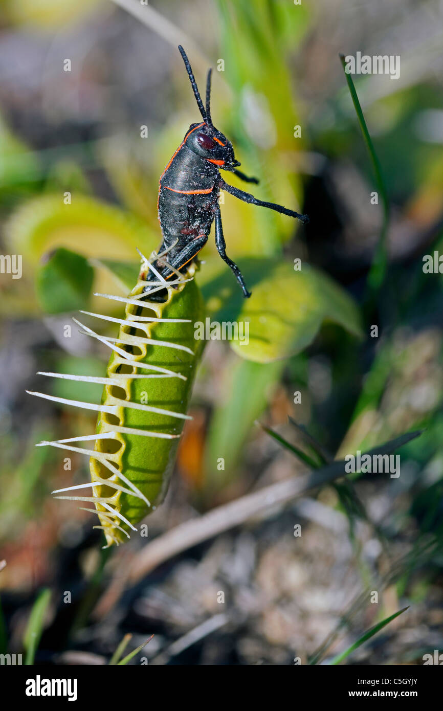 Eastern Lubber Grasshopper attempting to escape closed Venus Flytrap Dionaea muscipula Southeastern USA Photographed in Wild Stock Photo