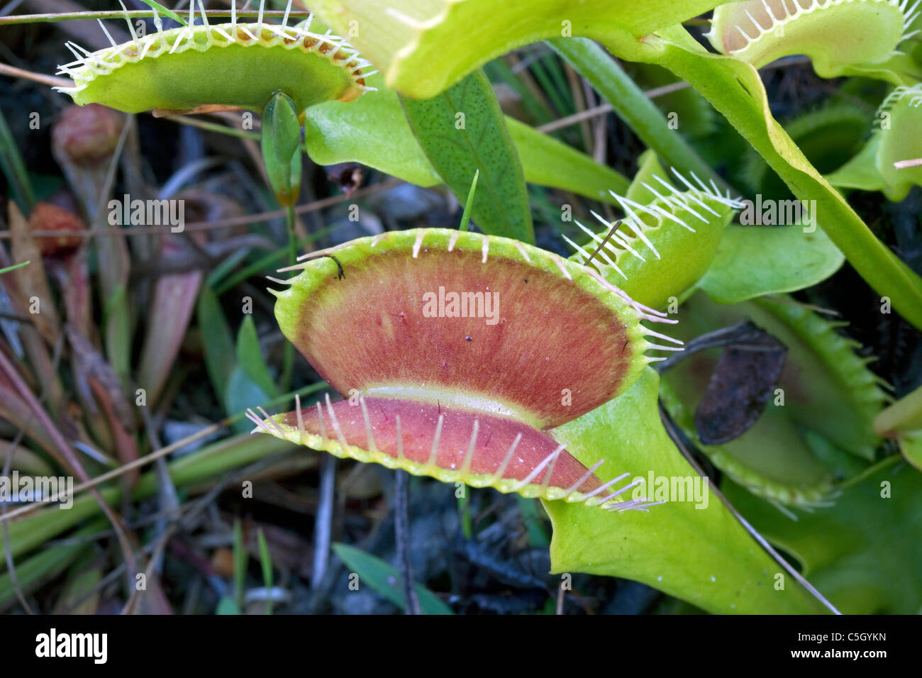 Venus Flytrap Dionaea muscipula open traps Southeastern USA Photographed in native habitat Stock Photo