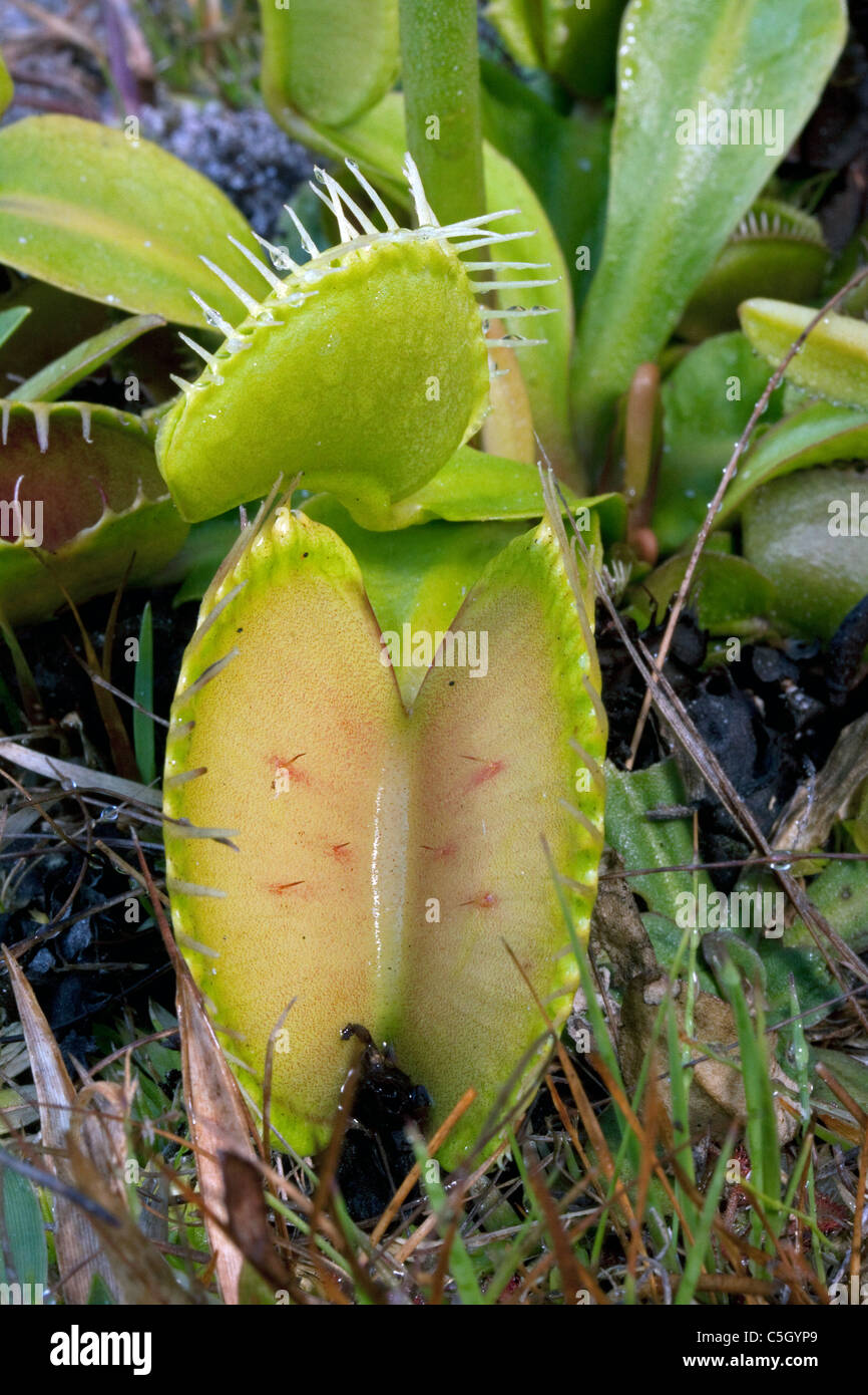 Venus Flytrap Dionaea muscipula open traps Southeastern USA Photographed in native habitat Stock Photo