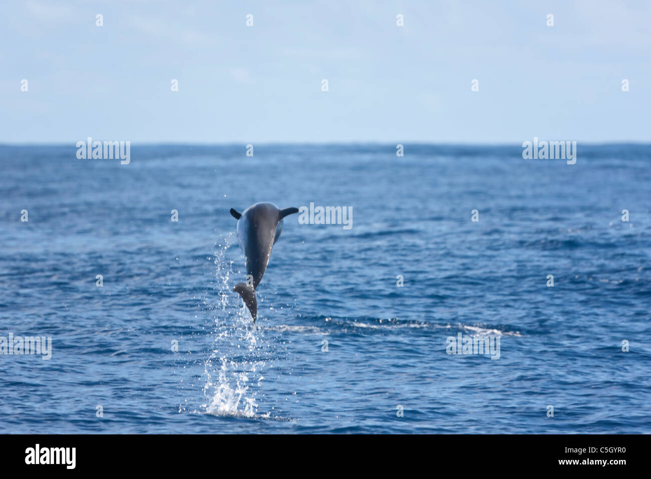 Common Dolphin (Delphinus dephis) leaping spectacularly from the Atlantic Ocean South of Sao Miguel island in the Azores Stock Photo
