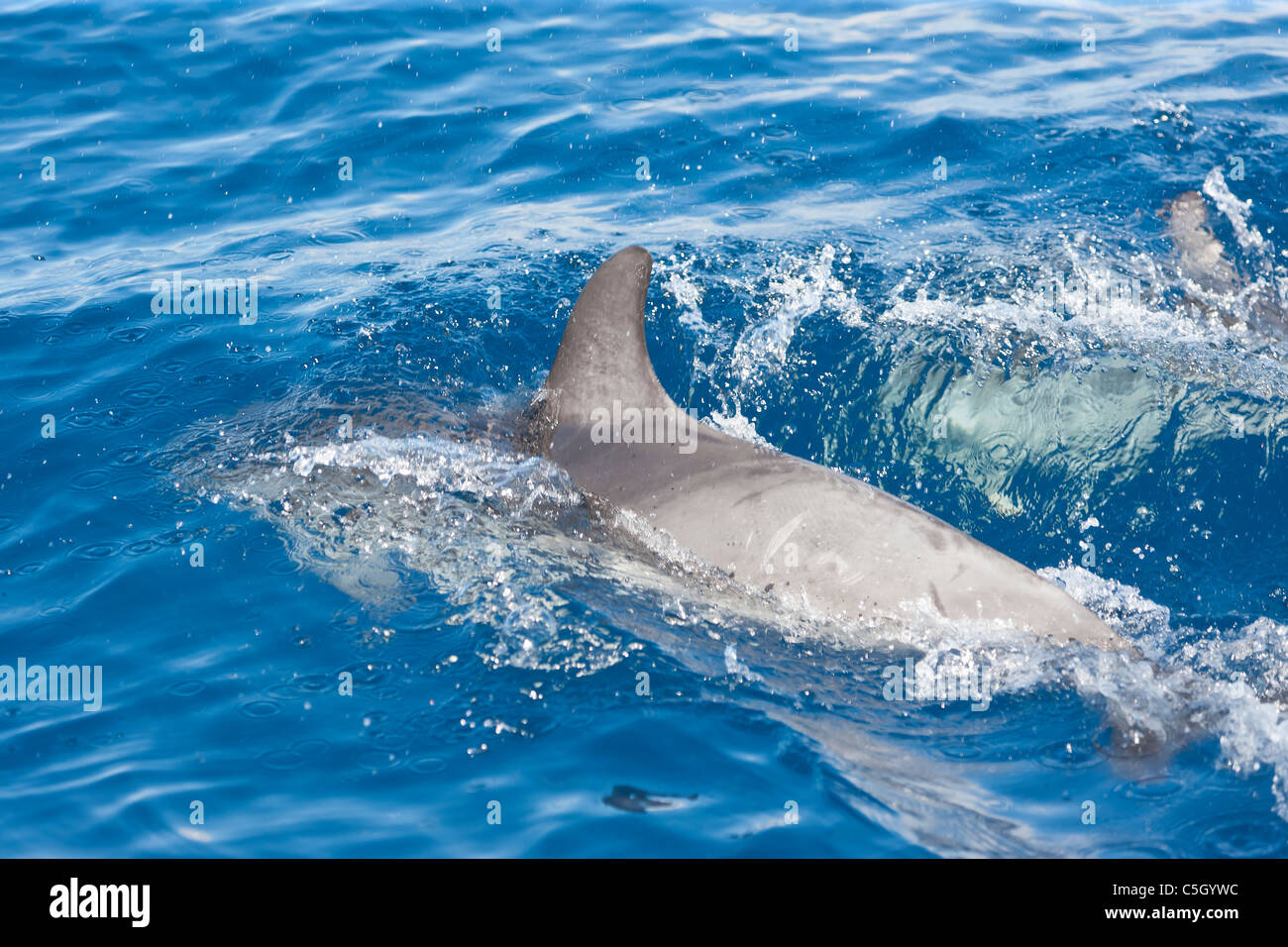 Atlantic Spotted Dolphin (Stenella frontalis) porpoising in the Atlantic Ocean south of Sao Miguel Island in the Azores Stock Photo