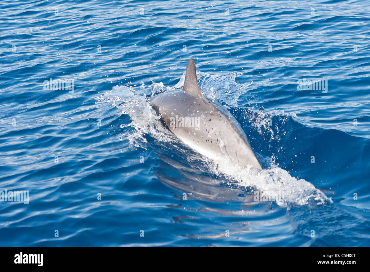 Atlantic Spotted Dolphin (Stenella frontalis) porpoising in the Atlantic Ocean south of Sao Miguel Island in the Azores Stock Photo