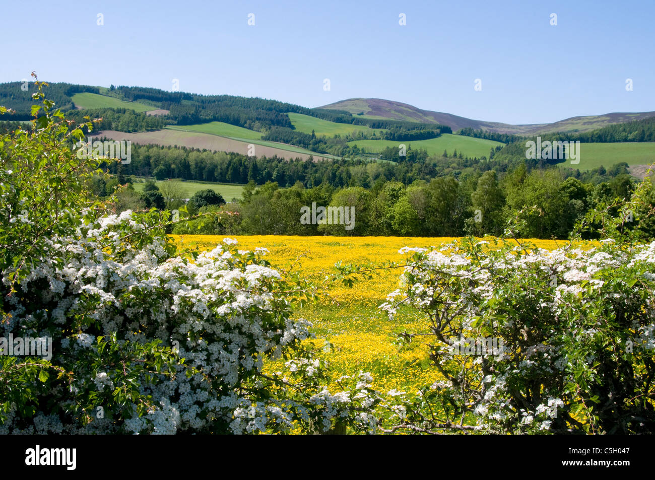 Hedge in spring with wildflowers in field near Selkirk Stock Photo Alamy