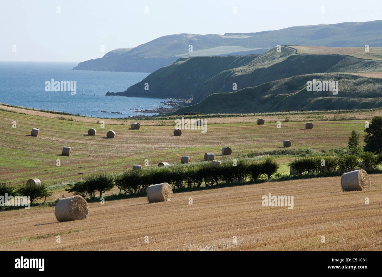 Headlands haybales and farmland near St Abbs - Scottish Borders Stock Photo