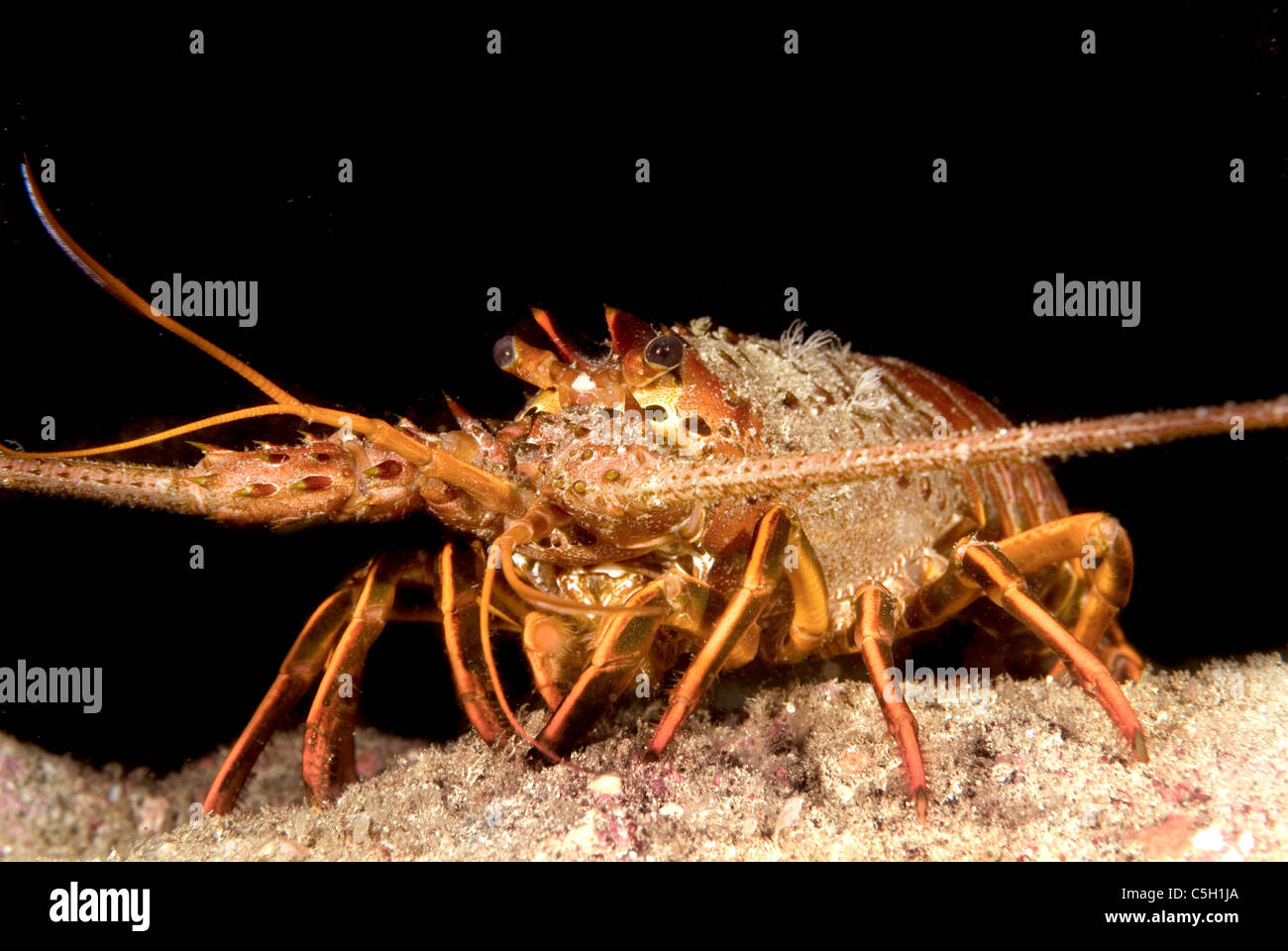 Lobster on a reef at night waits to become someone's dinner Stock Photo