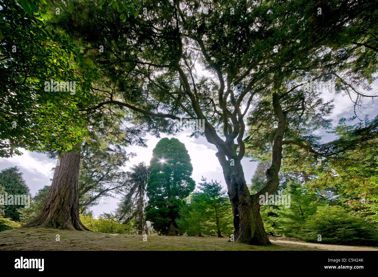 Majestic trees in woodland garden at Dawyck RBG Peebles Stock Photo