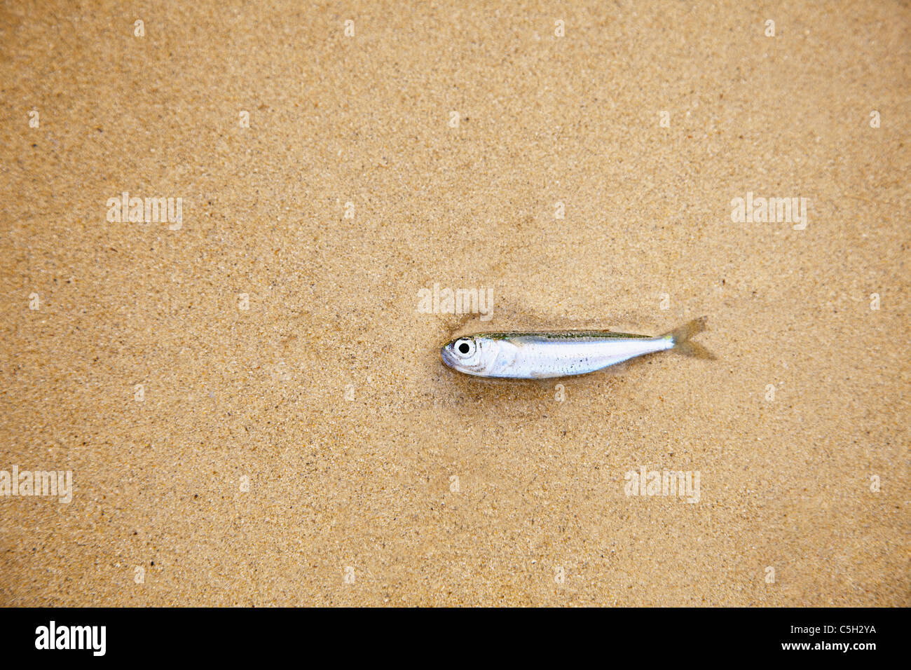 A little fish lying on a sandy beach - has died Stock Photo