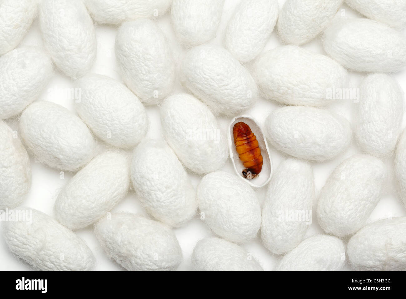 Silkworm chrysalis with Cocoon background. Stock Photo