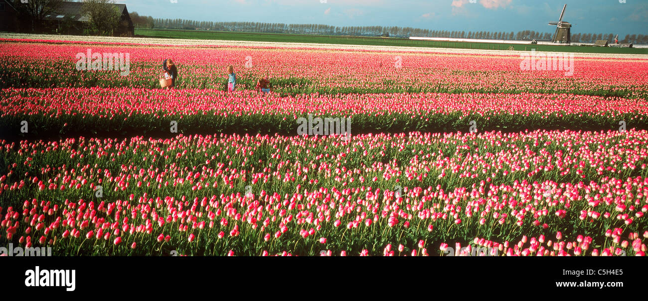 Mother and daughters in field of red tulips near Alkmaar with windmill in Holland in sunset light Stock Photo