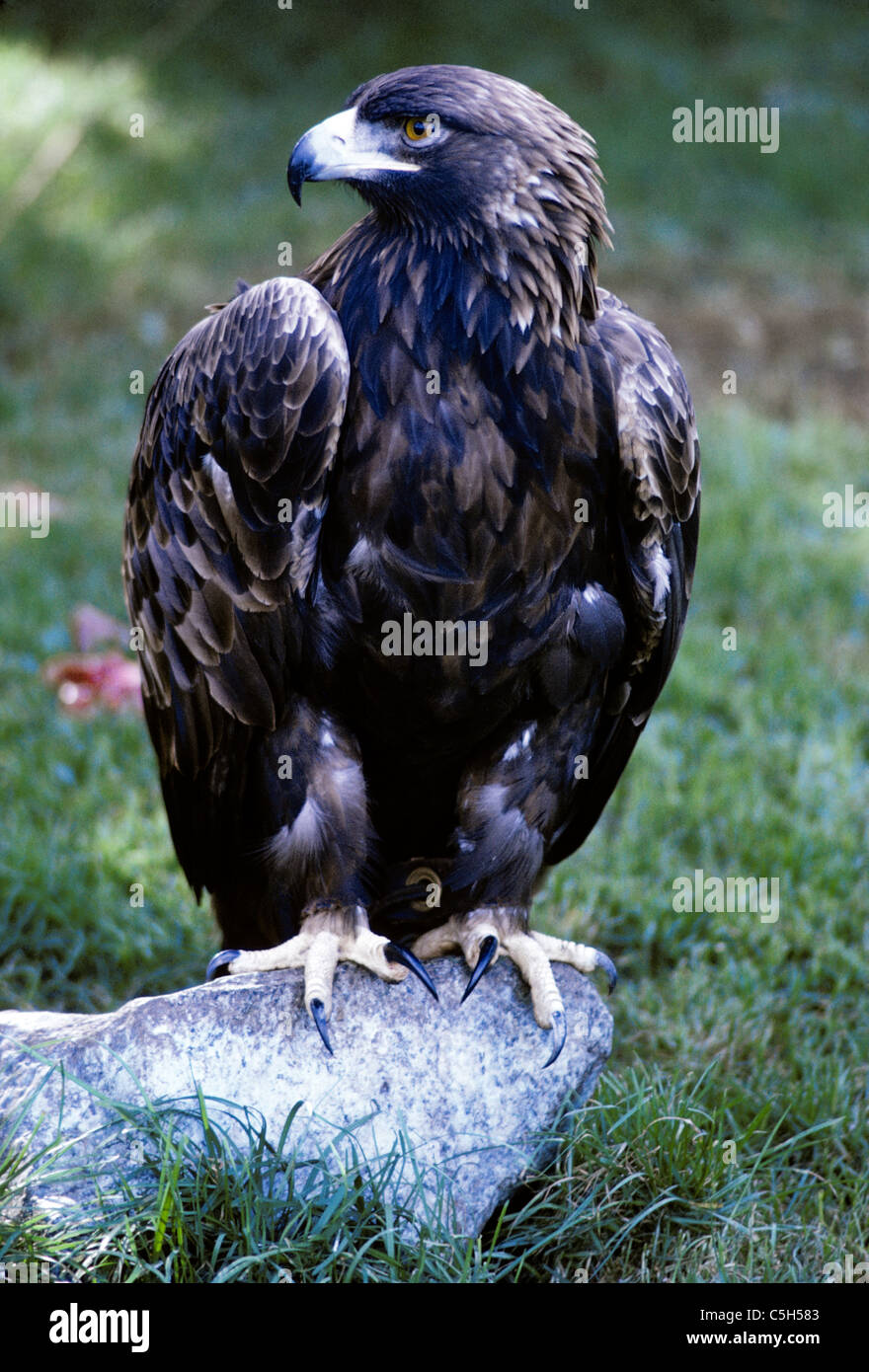 San Francisco, California. golden Eagle with ties on leg sits on rock