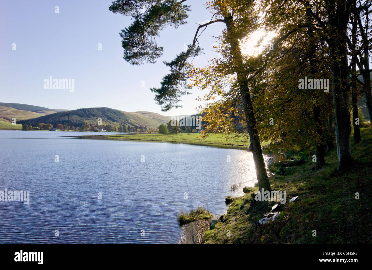 St Mary's Loch with Scots pine tree in autumn Stock Photo