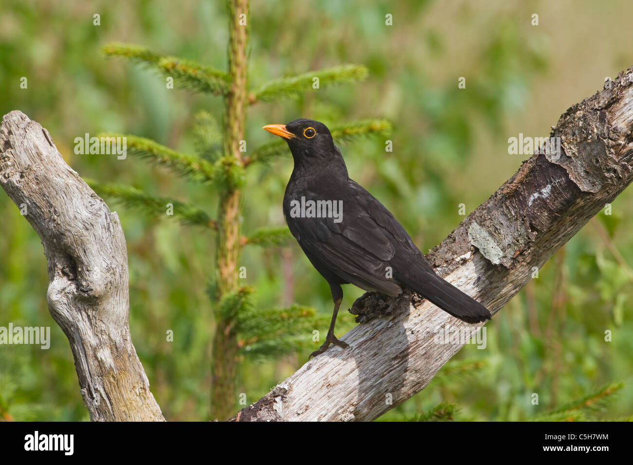 Blackbird Turdus merula male in woodland Stock Photo - Alamy