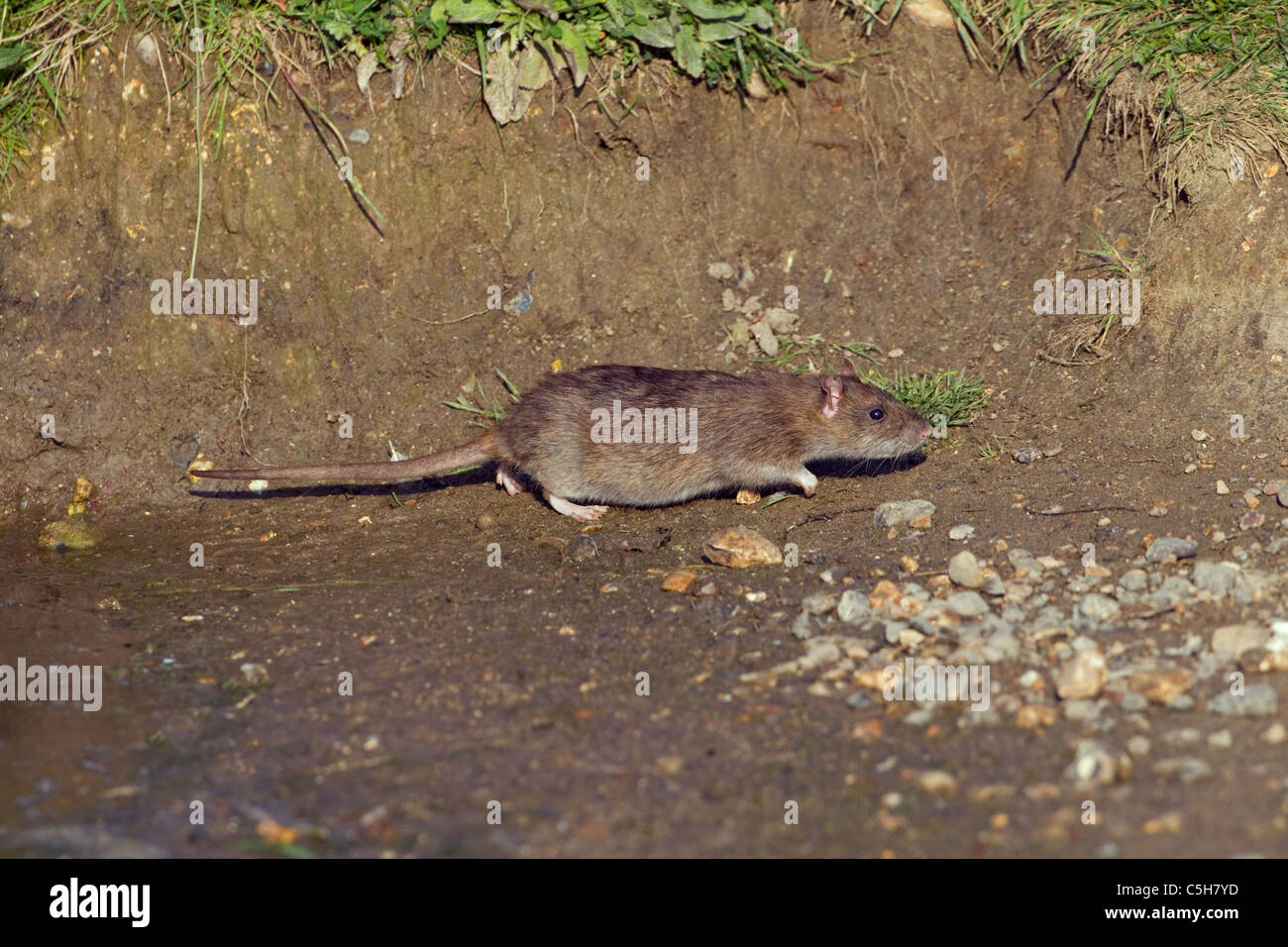 Brown rat Rattus norvegicus feeding on the edge of a duck pond eating