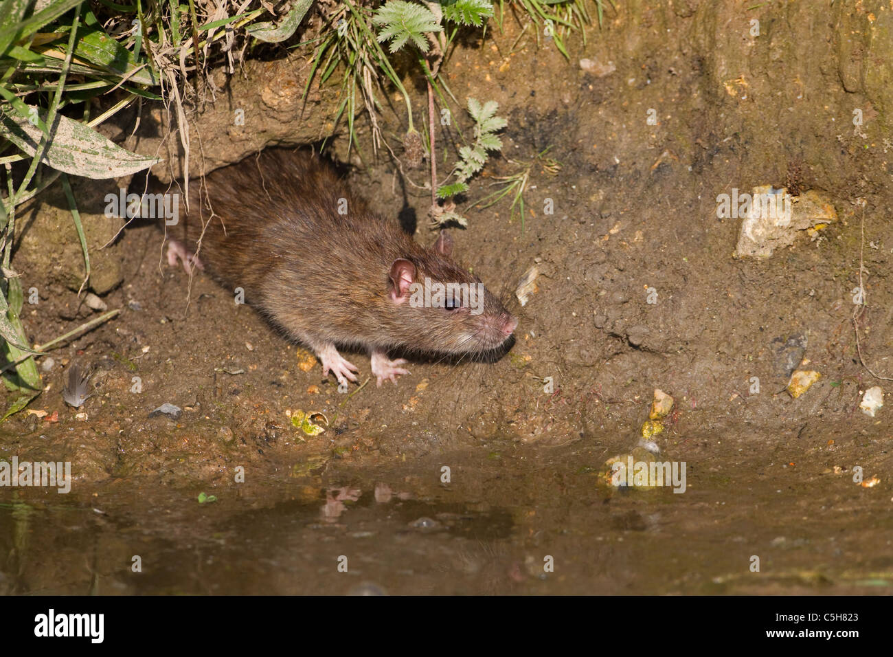 Brown rat Rattus norvegicus feeding on the edge of a duck pond eating
