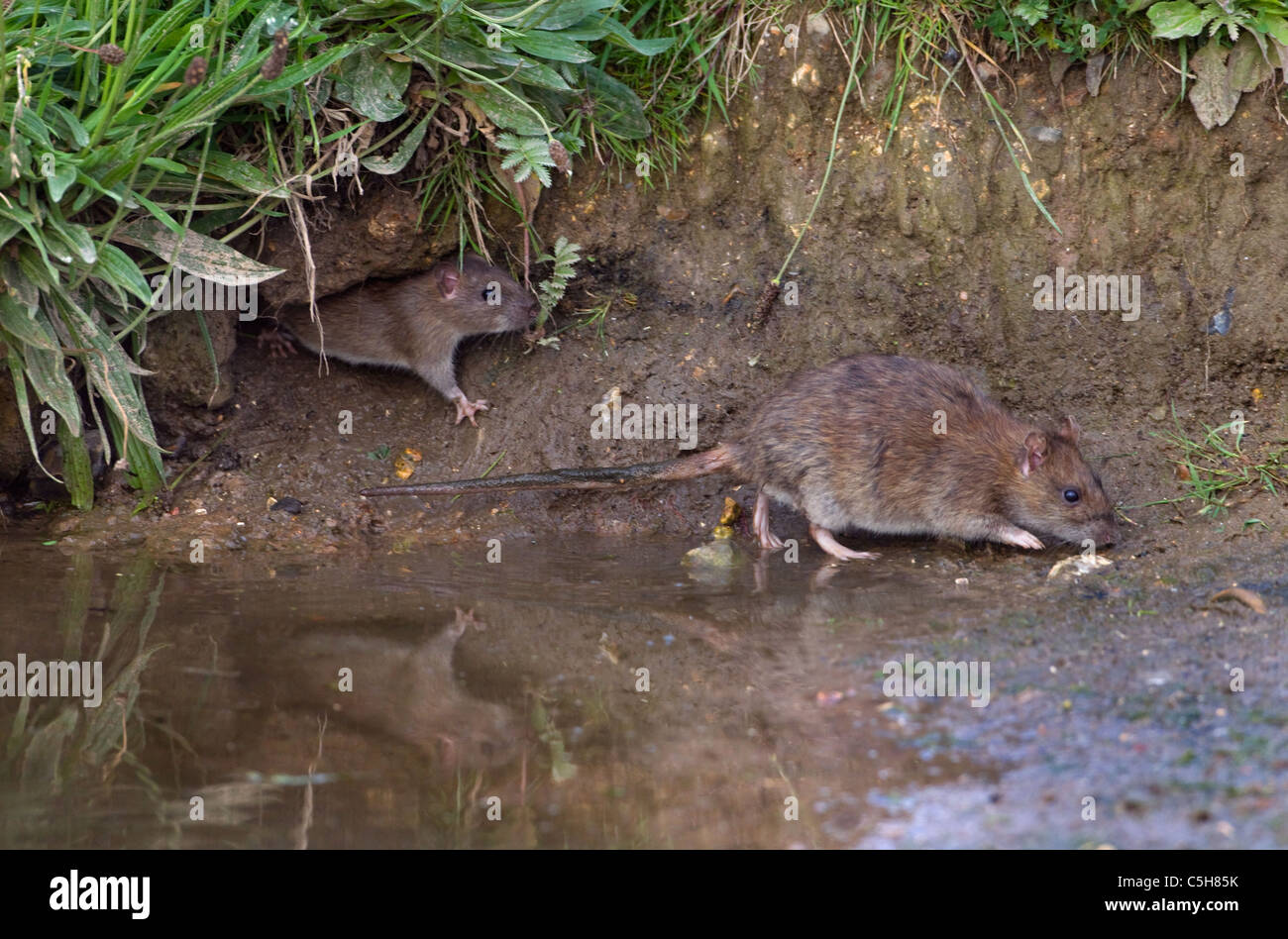 Brown Rats Rattus norvegicus emerging from hole Stock Photo
