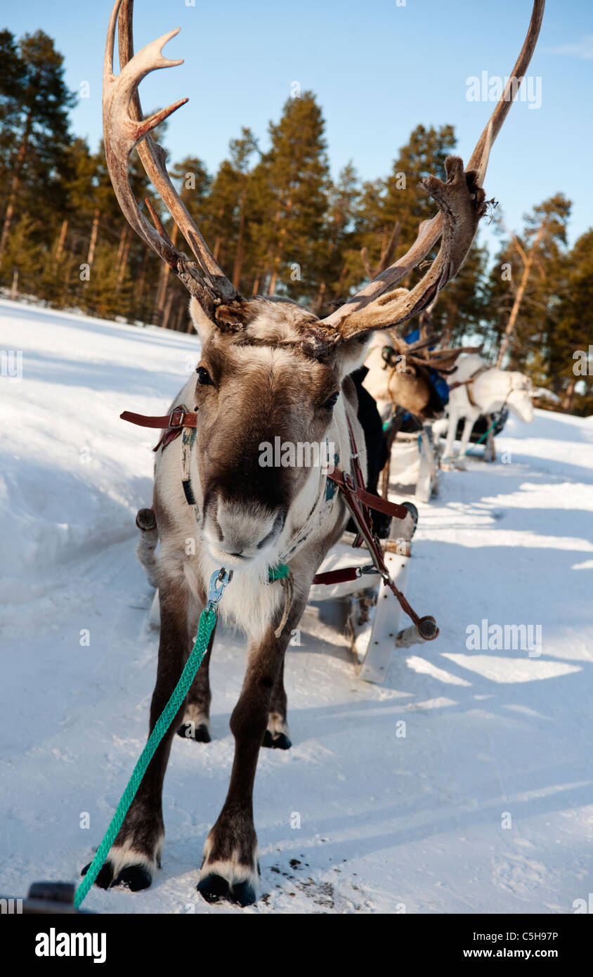 Reindeer, Lapland, Finland Stock Photo