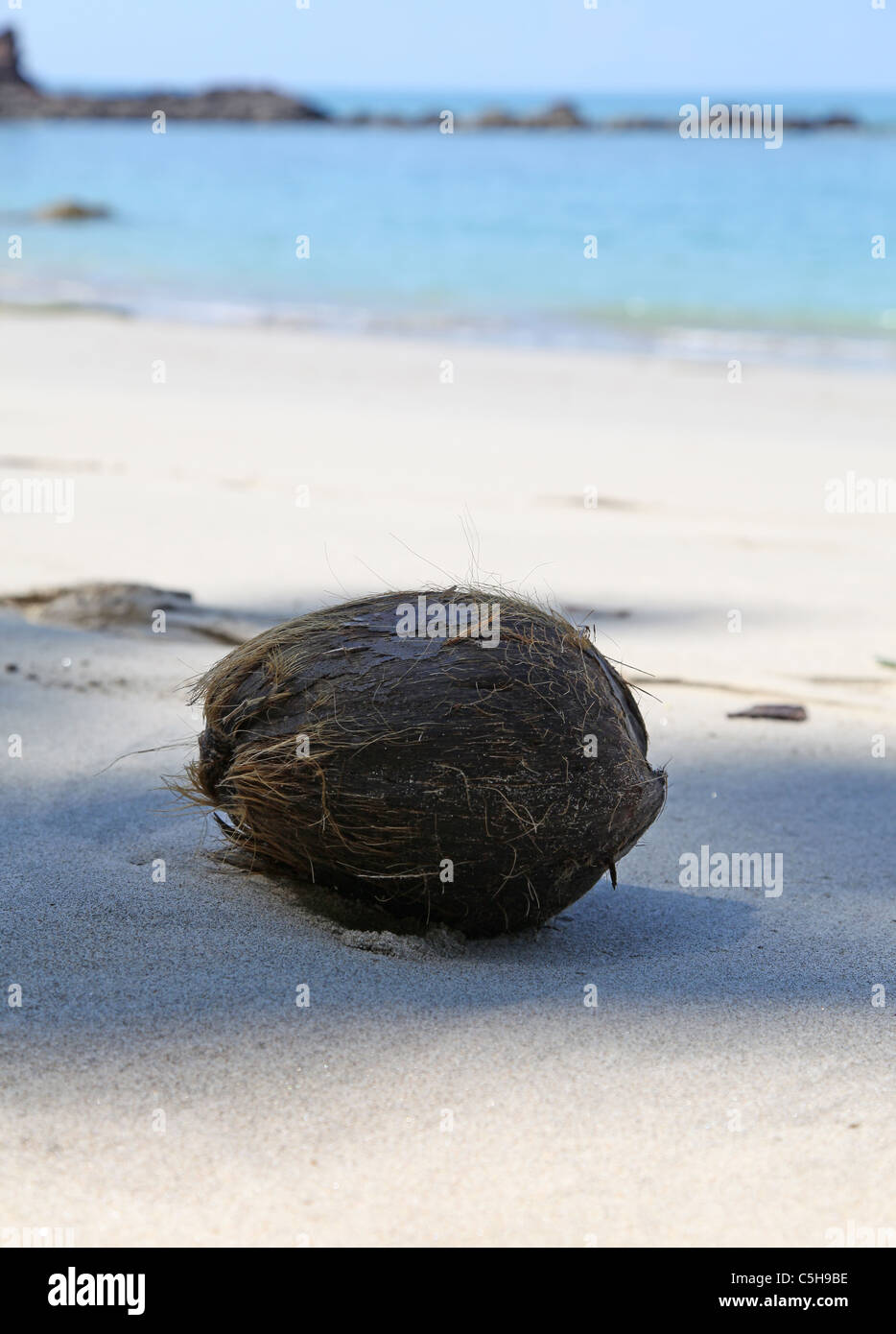 A coconut on the beach Playa Puerto Escondido also known as Playa Cuatro Manuel Antonio National Park Costa Rica Central America Stock Photo