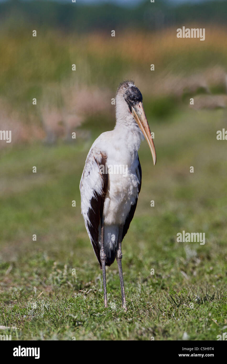 Wood Stork (Mycteria americana) Stock Photo