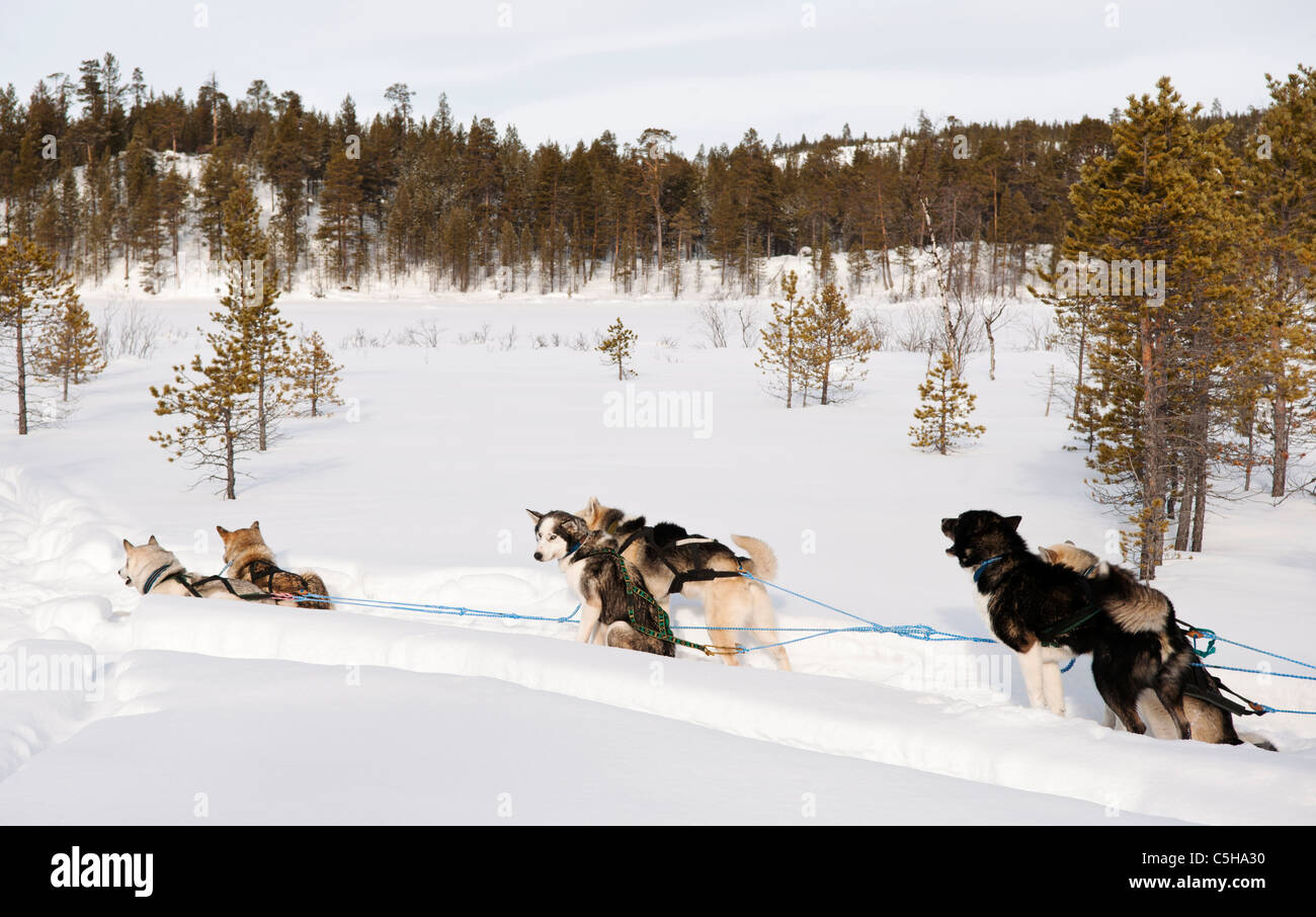Husky sledding, Lapland, Finland Stock Photo