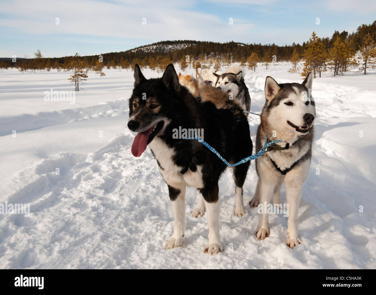 Husky sledding, Lapland, Finland Stock Photo