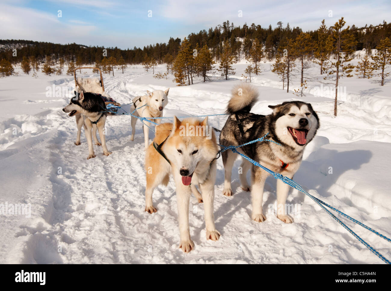 Husky sledding, Lapland, Finland Stock Photo - Alamy