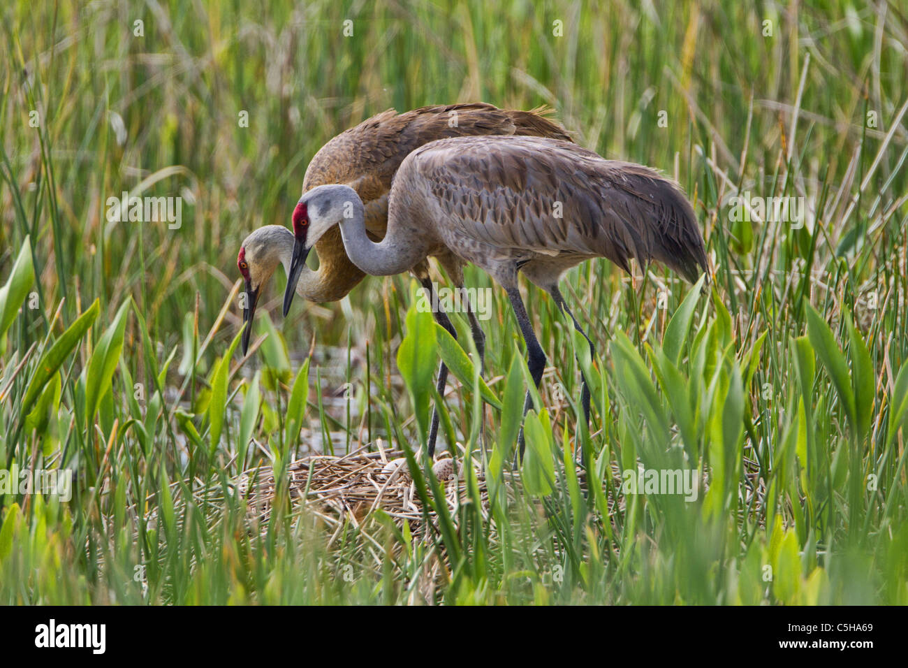 Sandhill Crane (Grus Canadensis) at nest changing sitters Stock Photo