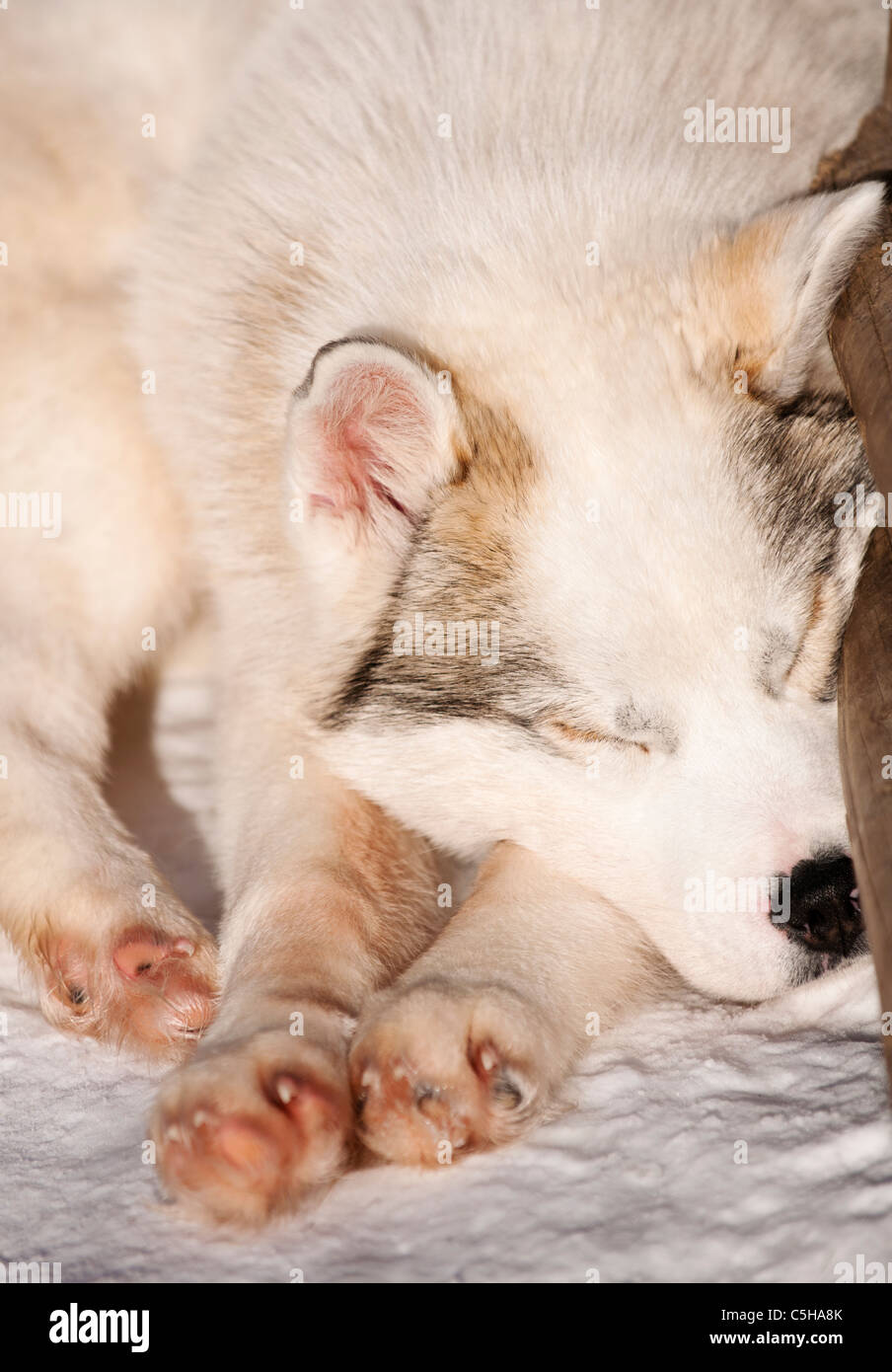 Husky puppy, Lapland, Finland Stock Photo
