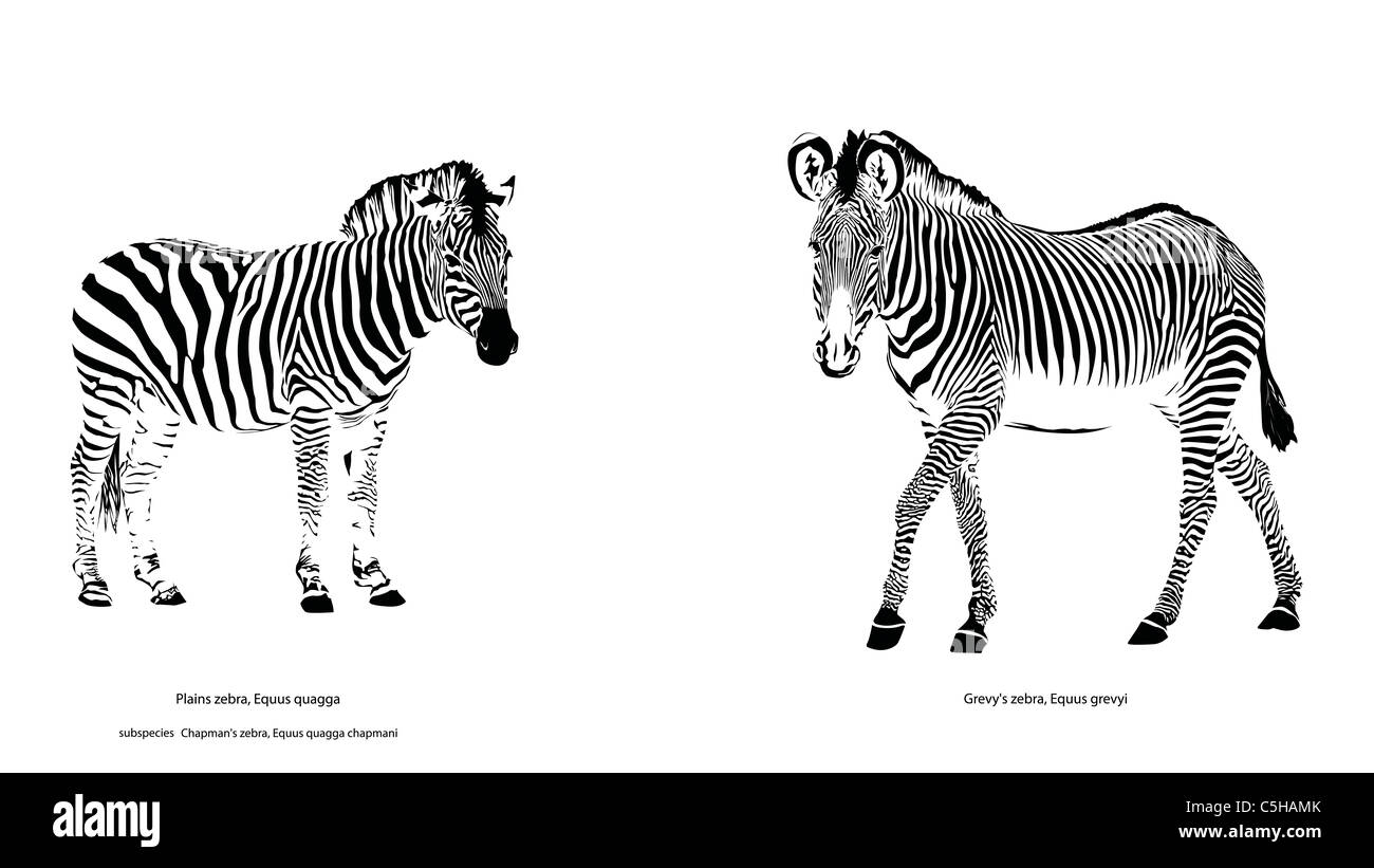 Two Different Zebra Species Stock Photo