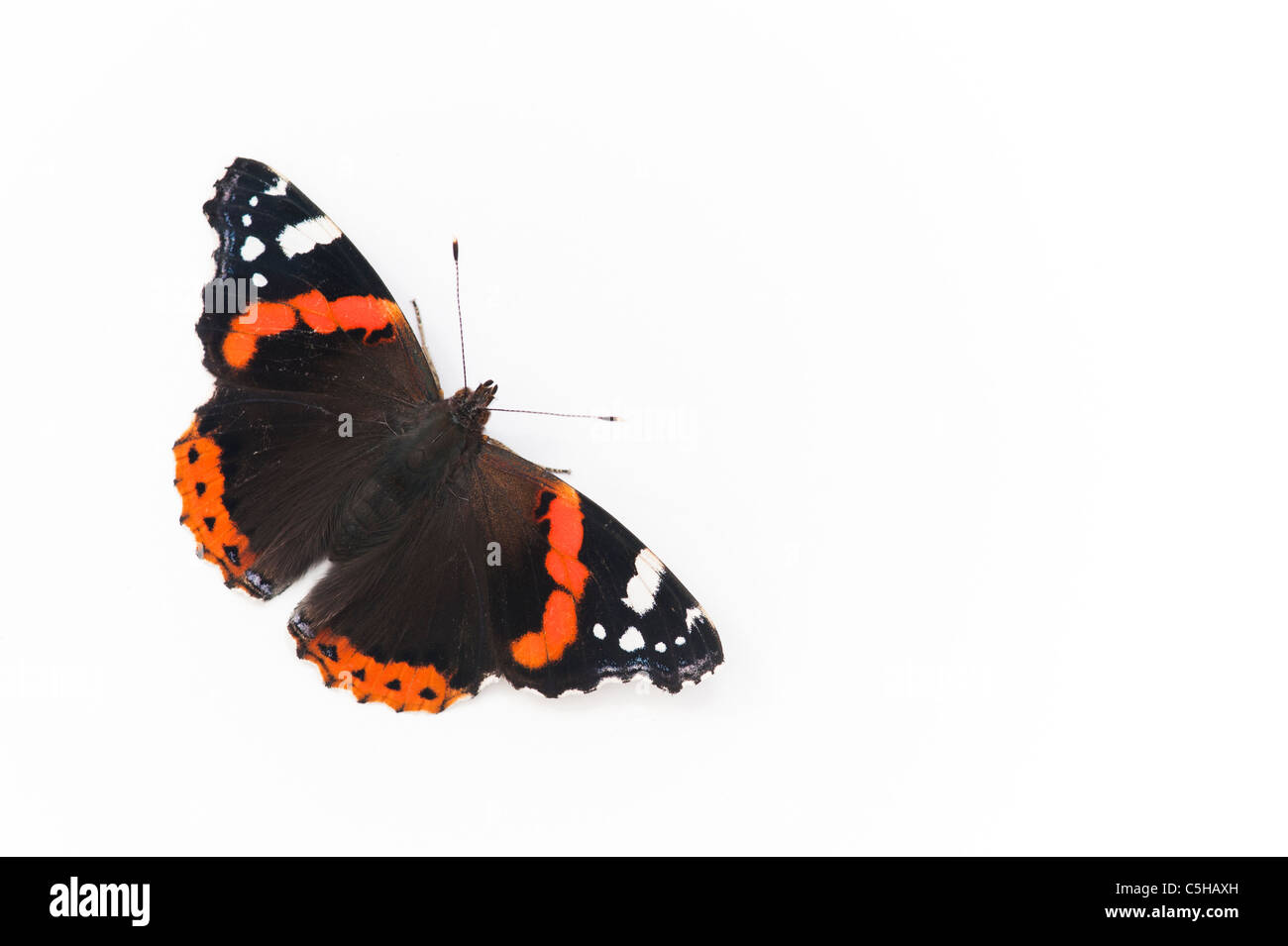 Vanessa atalanta. Red Admiral butterfly on white background Stock Photo