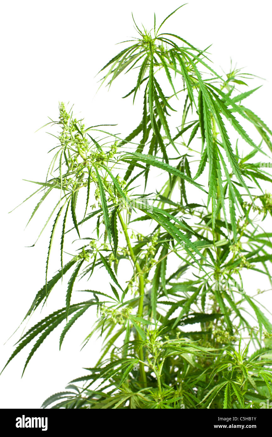 Cannabis. Marijuana plant isolated on white background Stock Photo - Alamy