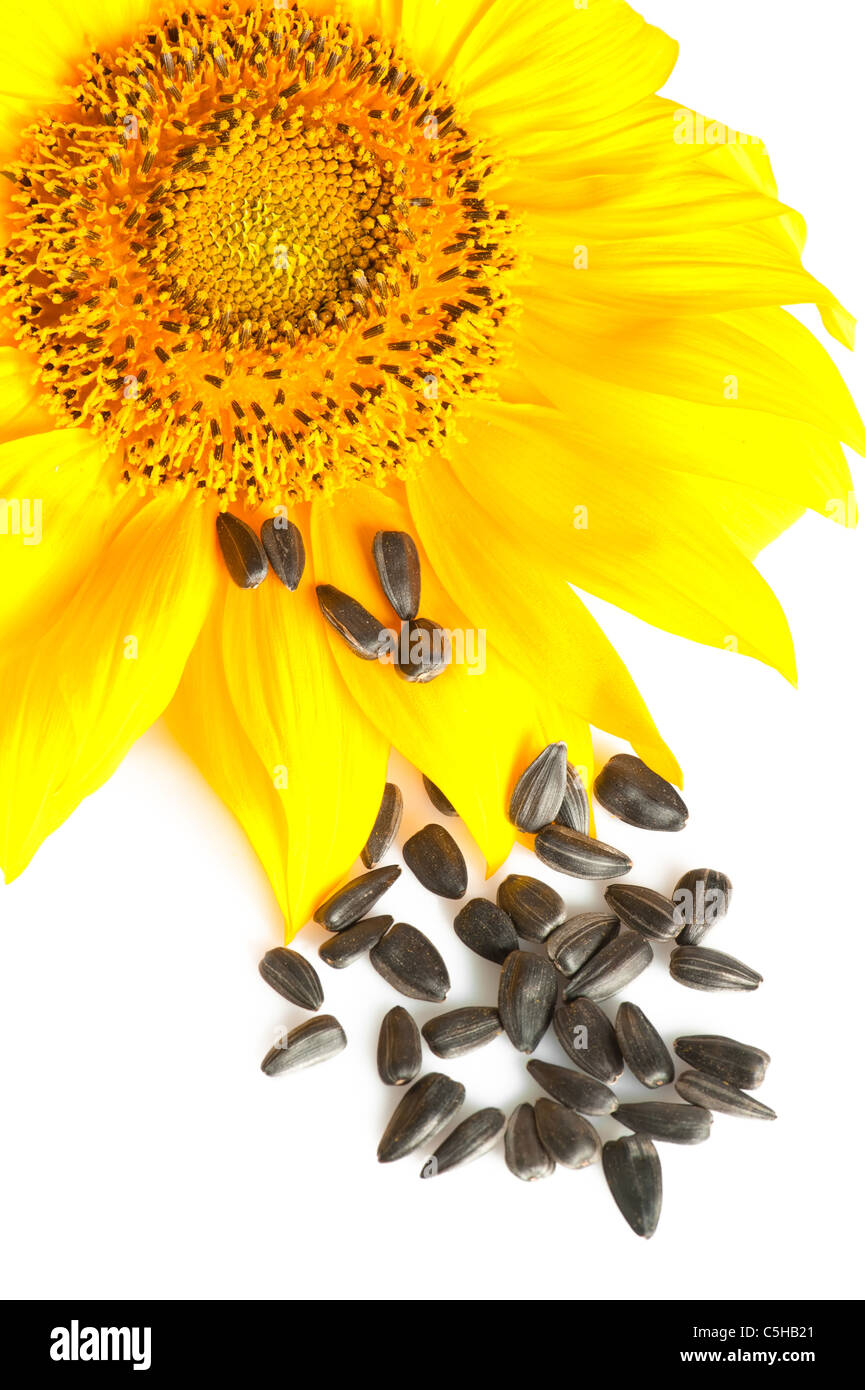 Seed sunflower hires stock photography and images Alamy