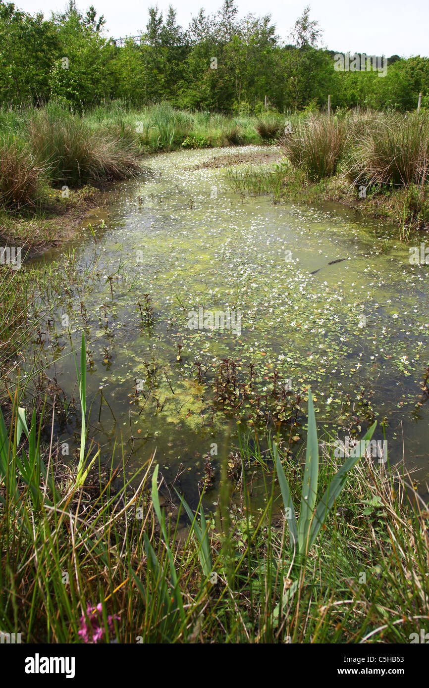 Crowfoot plants hi-res stock photography and images - Alamy