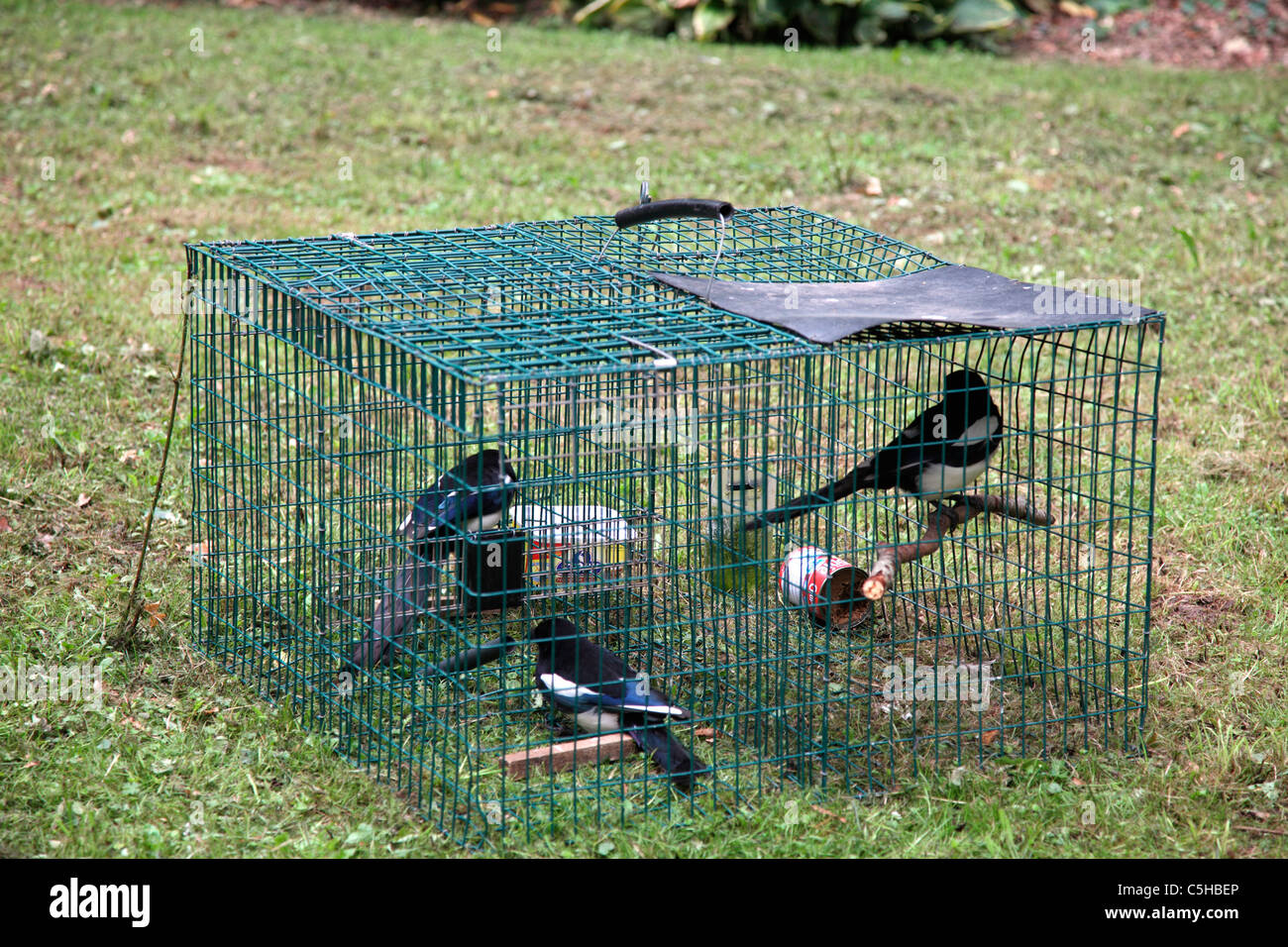 Larsen Trap used to trap Magpies the bait Magpie has attracted two