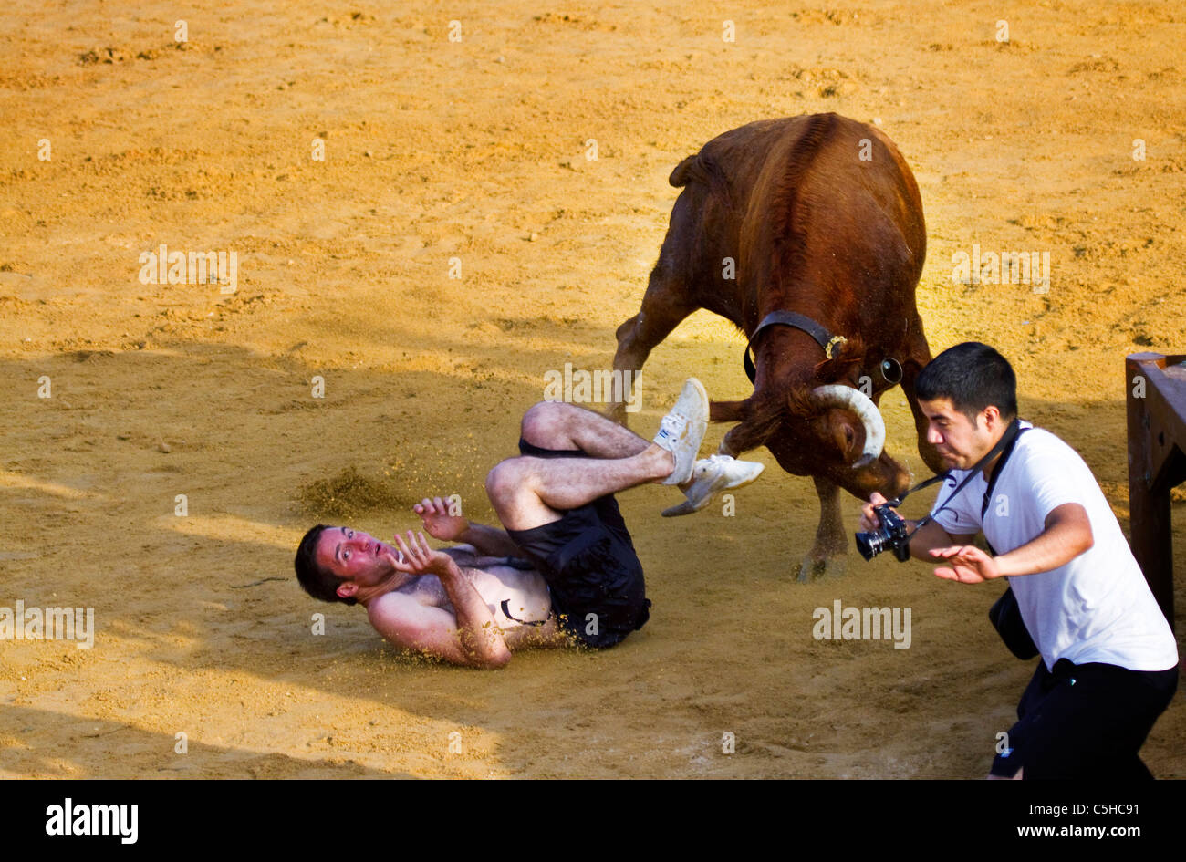 A man is knocked to the ground by a bull at the 'Bous a la Mar' or ...
