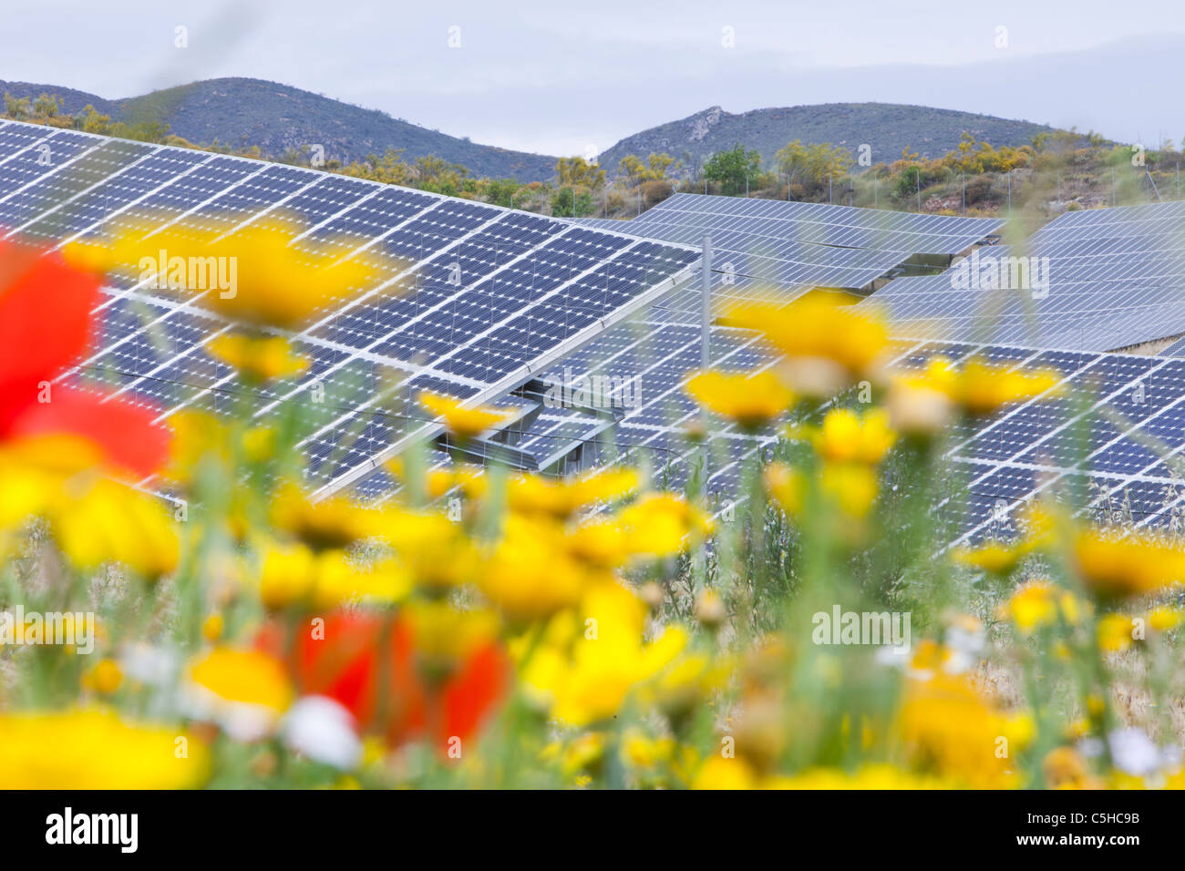 Wildflowers and a photo voltaic solar power station near Lucainena de ...