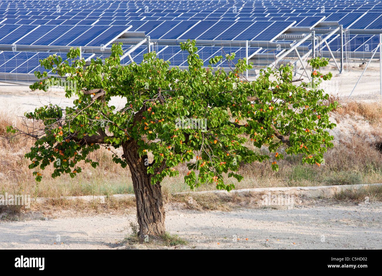 A photo voltaic solar power station near Calasparra, Murcia, Spain and a peach orchard. Stock Photo