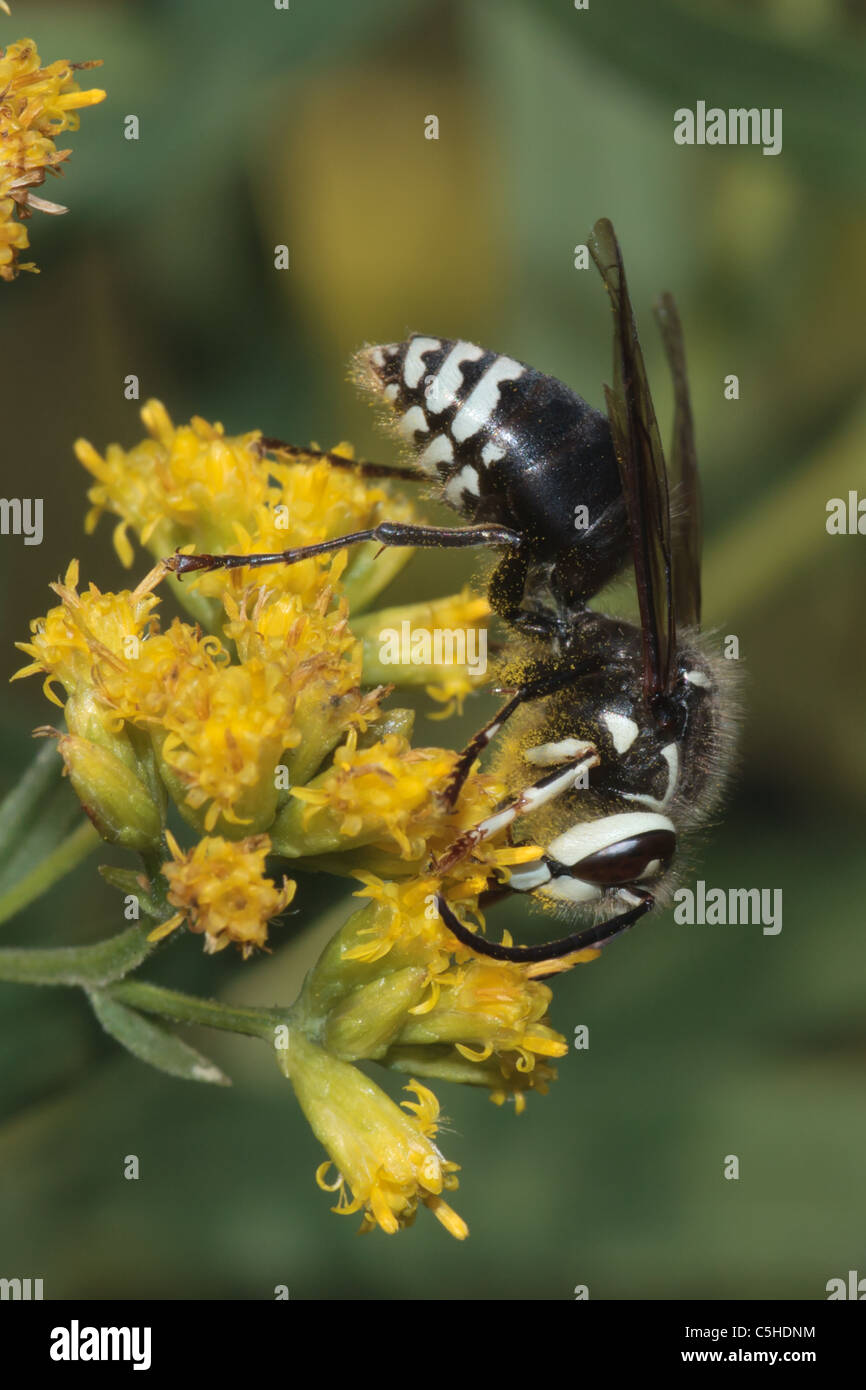 Bald-faced Hornet (Dolichovespula maculata) Stock Photo
