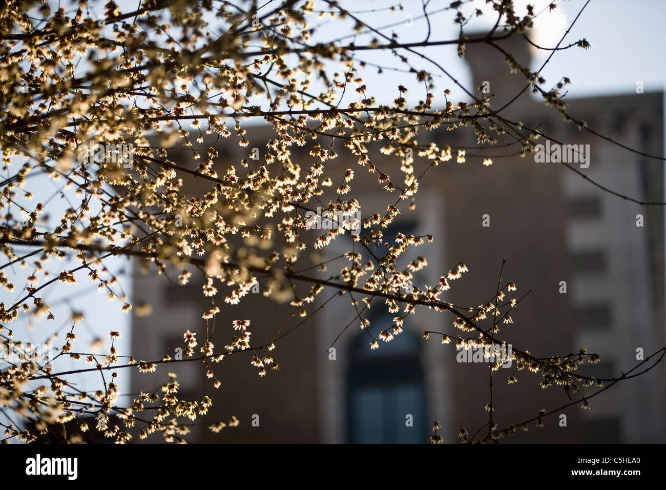 Branches of a tree in spring sunlight, Campo Santo Stefano, Venice, Italy Stock Photo