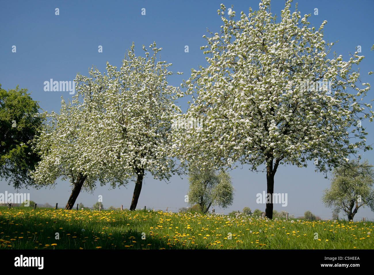 Cider apple orchard at spring in Normandy Stock Photo Alamy