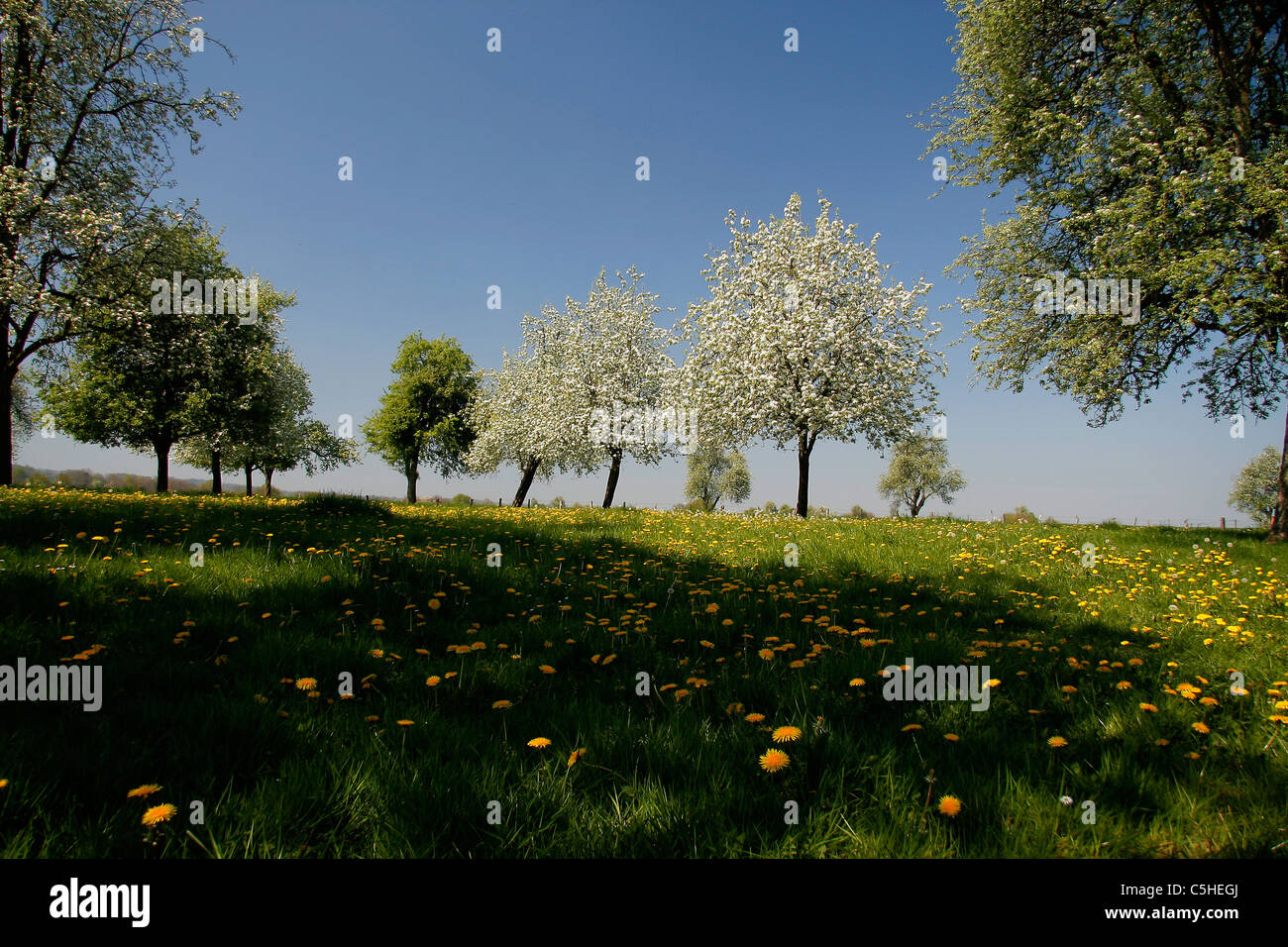Cider apple orchard at spring in Normandy Stock Photo Alamy