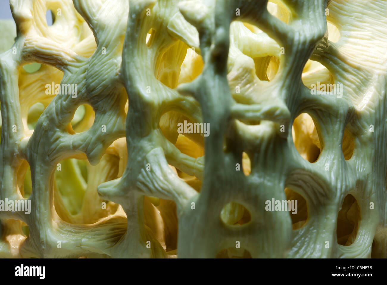 Bone structure, macrophotograph Stock Photo