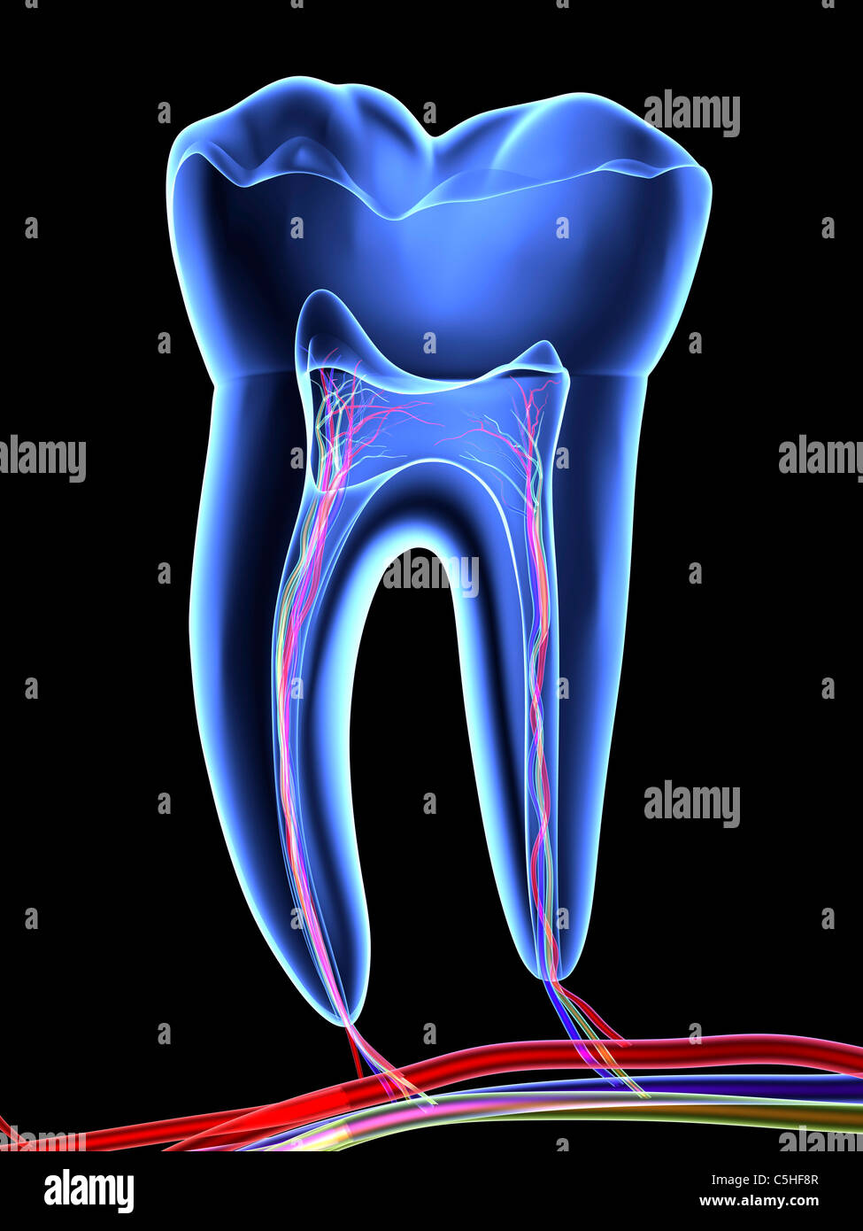 Molar tooth Stock Photo
