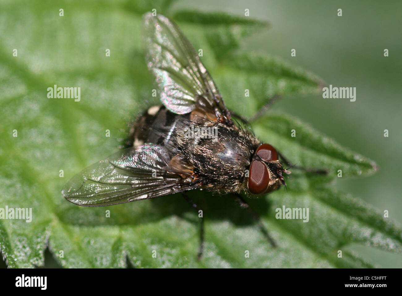 Fly Sitting On Leaf Taken in Lincolnshire, UK Stock Photo