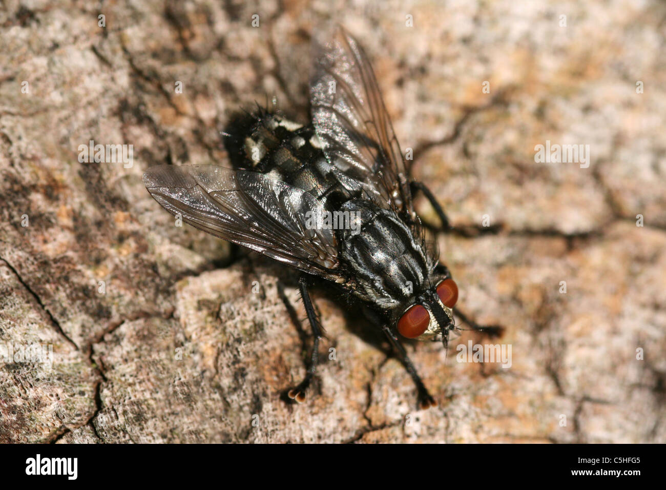 Flesh Fly Sarcophaga sp. Taken in Lincolnshire, UK Stock Photo