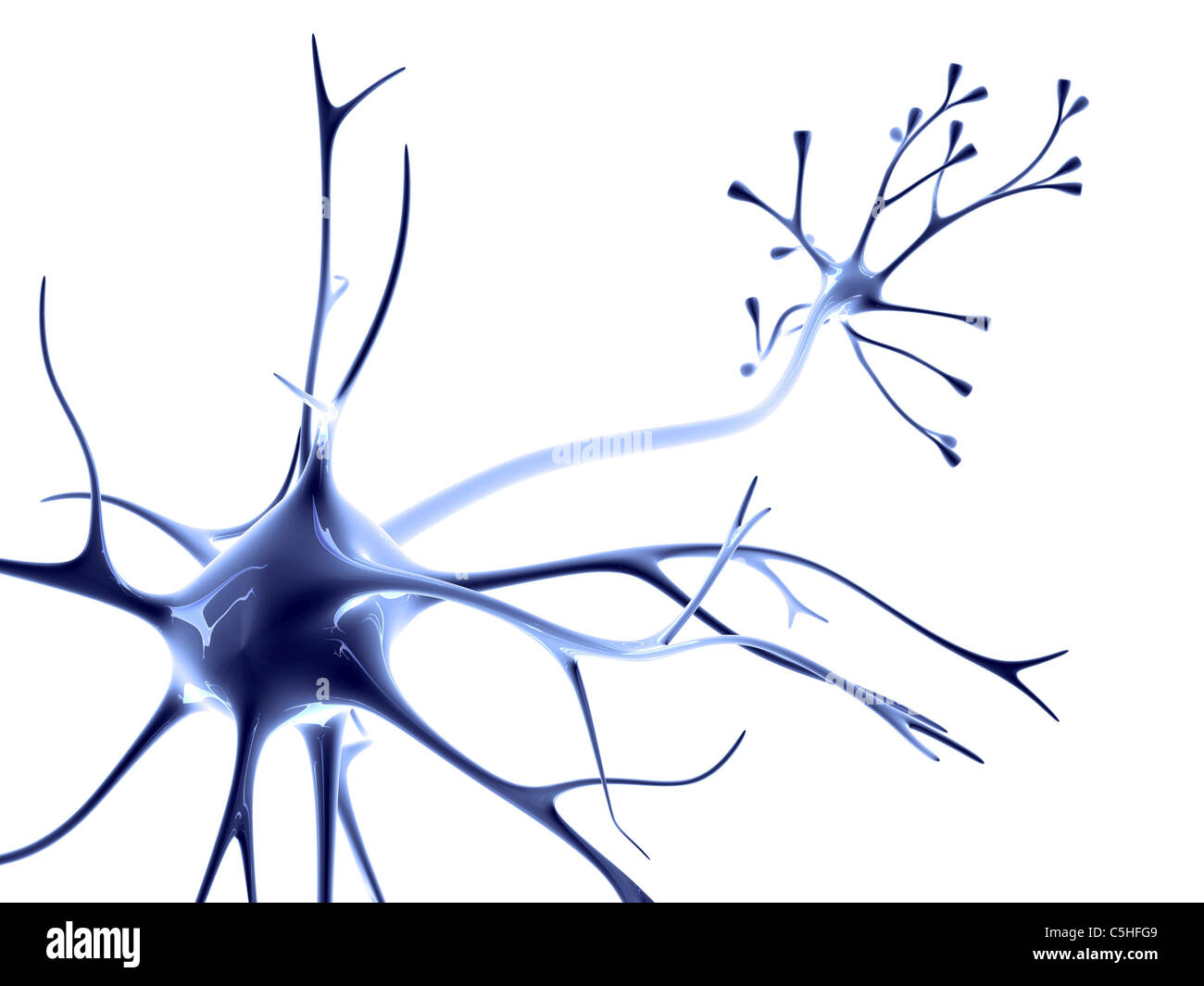 Neuroanatomy Nerves Neurons Axons And Dendrites By